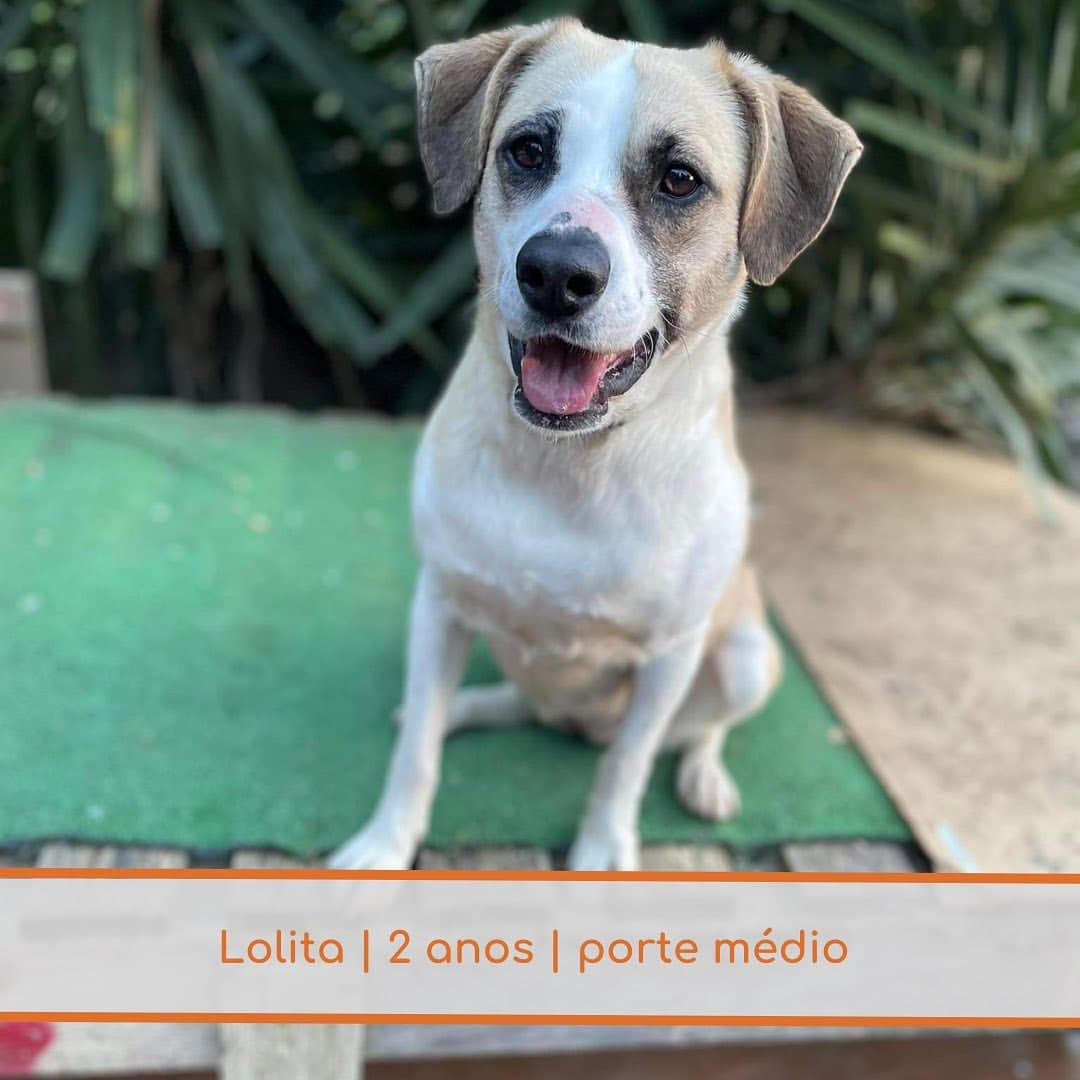 Lolita